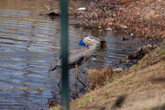 Ardea herodias herodias