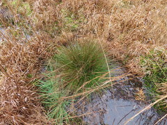 Juncus georgianus