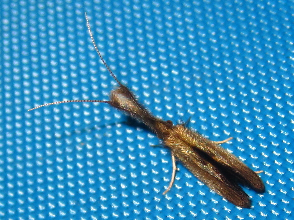 Dinarthrodes