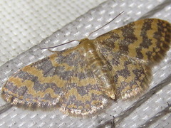 Idaea auricruda