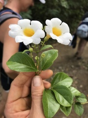 Amphilophium lactiflorum