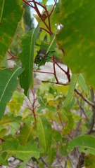 Catasarcus asphaltinus