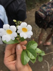 Amphilophium lactiflorum