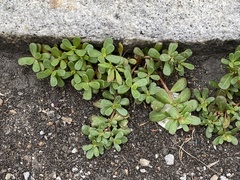 Portulaca oleracea