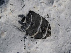Pomacanthus arcuatus