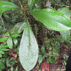 Miconia elata
