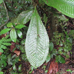 Miconia elata