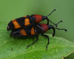 Rhodobaenus nigripes