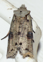 Lithophane querquera