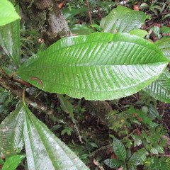 Miconia elata