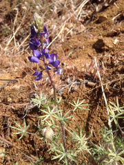 Lupinus benthamii