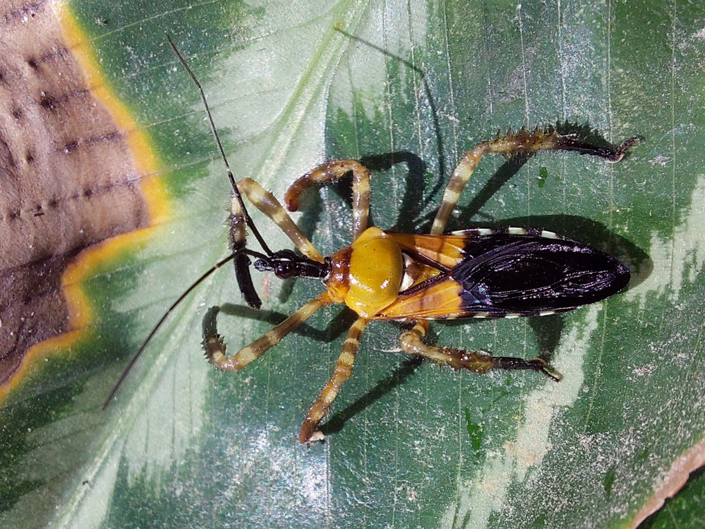 Heniartes flavicans