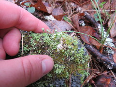 Cladonia grayi