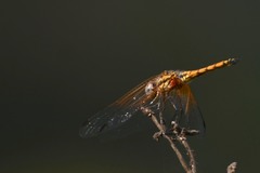 Trithemis annulata