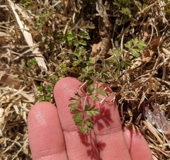 Chaerophyllum tainturieri