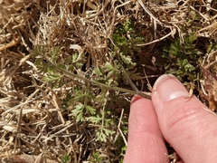 Chaerophyllum tainturieri