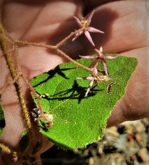 Lasiopetalum floribundum