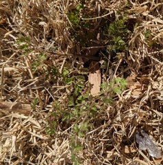 Chaerophyllum tainturieri
