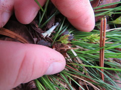 Carex reznicekii