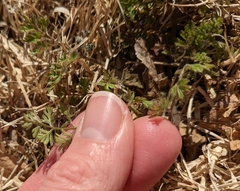 Chaerophyllum tainturieri