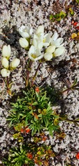 Gentianella vernicosa