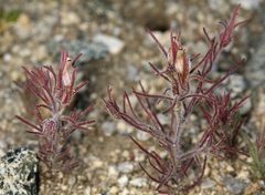 Cordylanthus kingii helleri