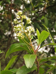 Escallonia paniculata