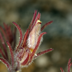 Cordylanthus kingii helleri