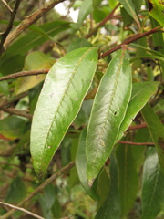 Escallonia paniculata