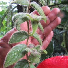 Columnea labellosa