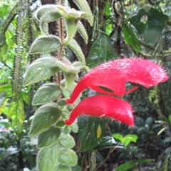 Columnea labellosa