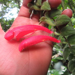 Columnea labellosa