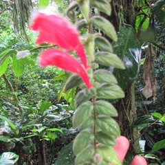 Columnea labellosa