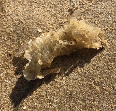 Tonnoidea