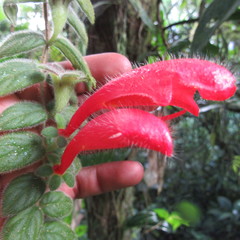 Columnea labellosa