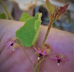 Lasiopetalum floribundum