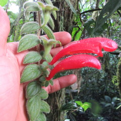 Columnea labellosa