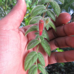 Columnea labellosa