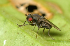 Sclerocoelus