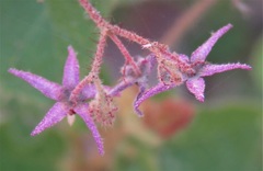 Lasiopetalum floribundum