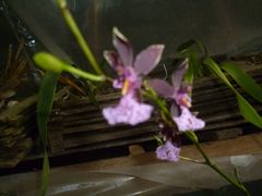 Caucaea