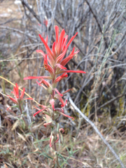 Castilleja subinclusa