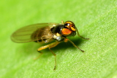 Stenomicra