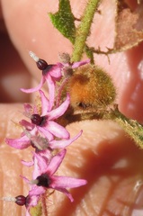 Lasiopetalum floribundum