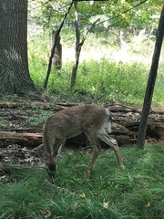 Odocoileus virginianus