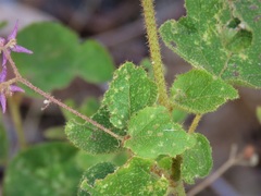 Lasiopetalum floribundum