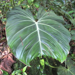 Philodendron gloriosum