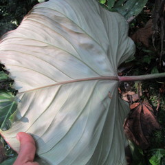 Philodendron gloriosum