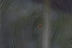 Gasteracantha versicolor