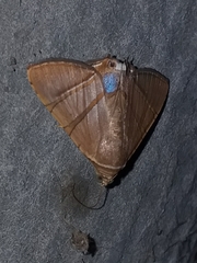 Eulepidotis superior